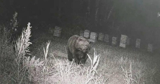 Дикий бурый медведь внимательно смотрит в объектив ночной фотоловушки в лесном массиве